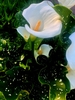 Spotted leaves with trumpet-like spathe curling around a spadix