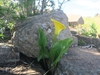 Plant growing among rocks. Large leaves & yellow spathe.