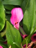 Zantedeschia pentlandii 'Le Chique'