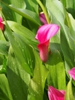 Zantedeschia pentlandii 'Le Chique'