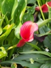 Zantedeschia pentlandii 'Captain Odeon'