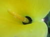 Close-up of yellow spathe and spadix.