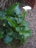 Glossy, arrow-shaped leaves & large white spathe on long stem