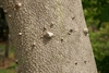 Bark