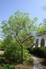 Small tree with open crown & pale green leaves.