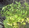 Shoot bearing pinnately compound leaves with ovate leaflets