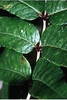 Close-up of pinnae leaf showing leaflets