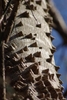 Close-up of bark, smooth with conical, thorny protuberances.