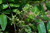 Paniculate inflorescence with small, greenish flowers.