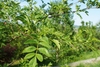 Close up of pinnately compound leaves