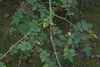 Leafy shoots with pinnate leaves & clusters of red follicles.