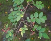 Pinnate leaves & red follicles, some open to reveal black seeds.