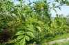 Close up of pinnately compound leaves