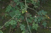 Zanthoxylum simulans