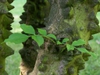 Leaves and bark