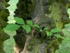 Pinnately compound leaves & bark with corky conical bumps.