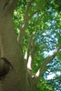 Zelkova schneideriana