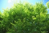 View of the crown showing dense green foliage.