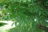 Zelkova schneideriana alternate leaf