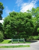 Zelkova schneideriana tree