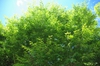 Zelkova schneideriana foliage