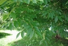 Close-up of alternate, serrate leave with acute apices.