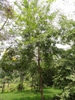 Zelkova schneideriana