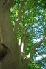 View into the crown showing smooth pale bark & leafy canopy