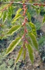 Zelkova serrata 'Variegata'