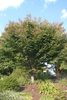 Upright branching on a tree with dense, globose canopy.