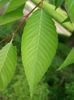 Zelkova serrata