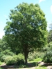 Zelkova serrata form