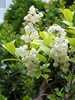 Leafy shoots & clusters of white, pendulous, bell-shaped flowers