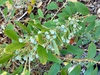 Zenobia pulverulenta