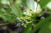 Zenobia pulverulenta