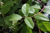 Red stem bearing alternate leaves with serrate margins.