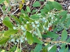 Leafy shoots & clusters of glaucous blue immature capsules.