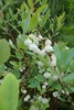 Leafy shoots & clusters of white, pendulous, bell-shaped flowers