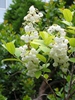 Zenobia pulverulenta