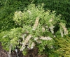 Zenobia pulverulenta