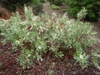 Low shrub with elongate clusters of white flowers.