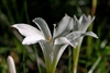 Close-up of a white, 6-tepaled flower with yellow stamens.