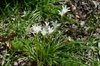 Naturalized