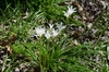 Clump of grassy leaves and erect stems bearing white flowers.