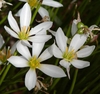 White, 6-tepaled flower with yellow anthers. Unripe green fruit.