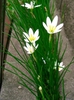 Form
