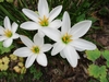 Close-up of a white, 6-tepaled flowers with large stamens.
