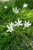 Grassy leaves & white, 6-tepaled flowers with big yellow anthers