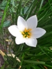 Close-up of a white, 6-tepaled flower with large stamens.