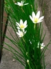 Grassy leaves & white, 6-tepaled flowers with big yellow anthers
